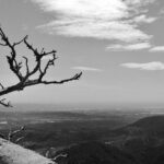 branch, tree, kahl