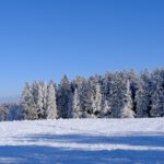 winter, trees, snowy