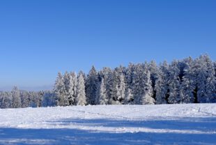 winter, trees, snowy