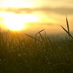 grass, sunrise, sun