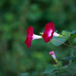 morning glory, flowers, petals