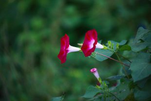 morning glory, flowers, petals