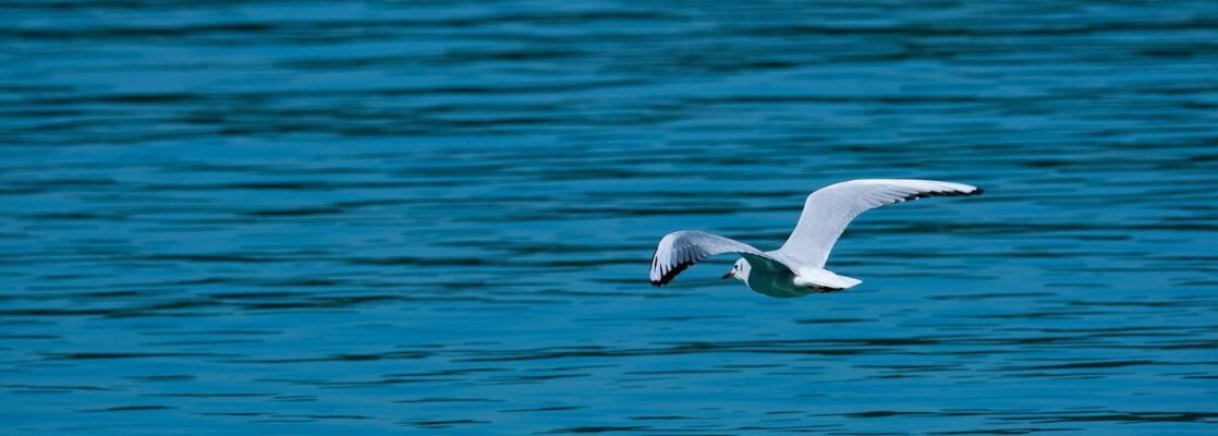 seagull, flying, lake