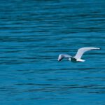 seagull, flying, lake