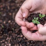 seedlings, seed, children's hands