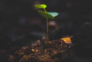 plant, growth, leaf