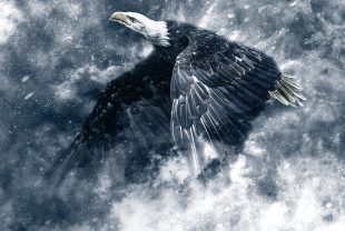 eagle, snow, wings
