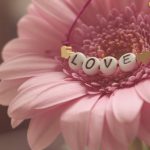 love, bracelet, gerbera