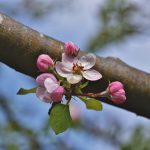 apple blossoms, flowers, branch-6365081.jpg