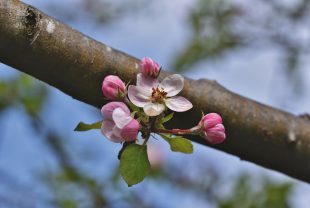 apple blossoms, flowers, branch-6365081.jpg