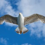 seagull, flying, sky-1511862.jpg