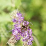 wasp, mimicry, imitation-4427760.jpg