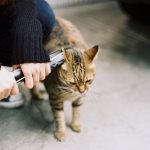 cat, tabby cat, behave in a spoiled manner-775067.jpg