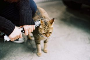 cat, tabby cat, behave in a spoiled manner-775067.jpg