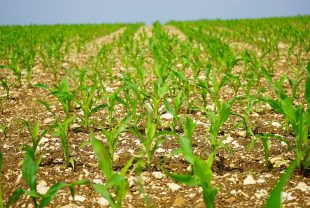 cornfield, corn, field-1365883.jpg