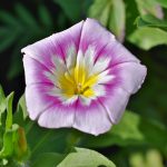 magnificent winds, morning glory, funnel thread-4314962.jpg