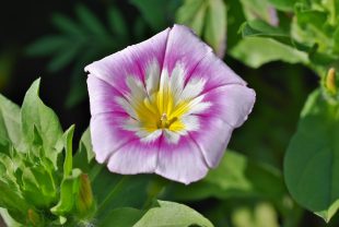 magnificent winds, morning glory, funnel thread-4314962.jpg