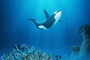 killer whale, coral reef, fish-7633370.jpg