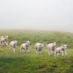 sheep, field, meadow-7624635.jpg