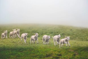 sheep, field, meadow-7624635.jpg