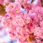 cherry blossoms, sakura, japanese cherry-7777032.jpg