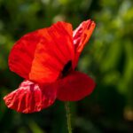 flower, poppy, flower background-8044365.jpg