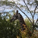 giraffe, victoria falls national park, game drive-2420594.jpg