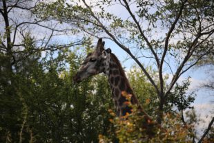 giraffe, victoria falls national park, game drive-2420594.jpg