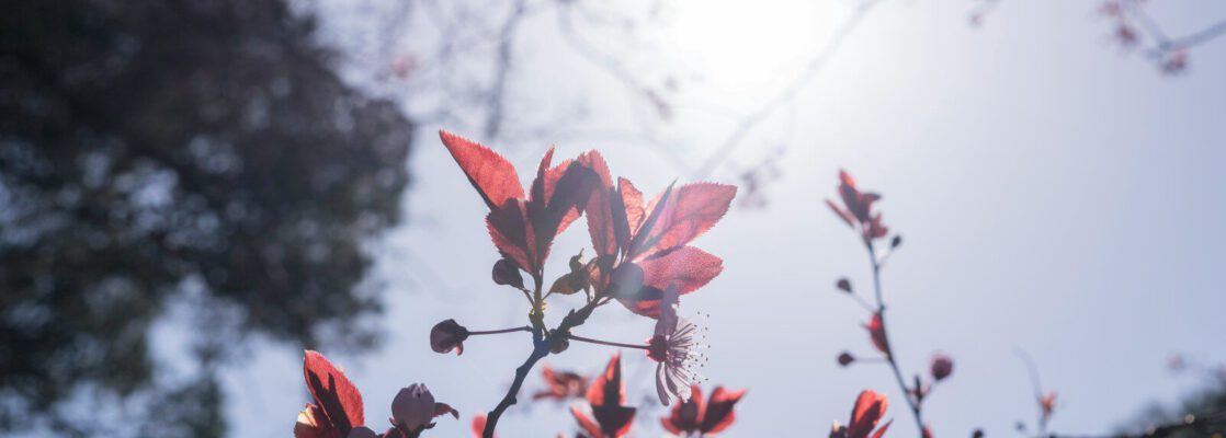 red-petaled flowers during day