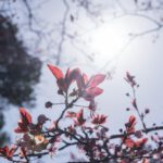 red-petaled flowers during day