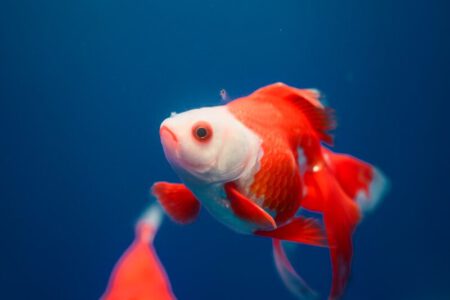 Three red and white goldfish swimming in deep blue water
