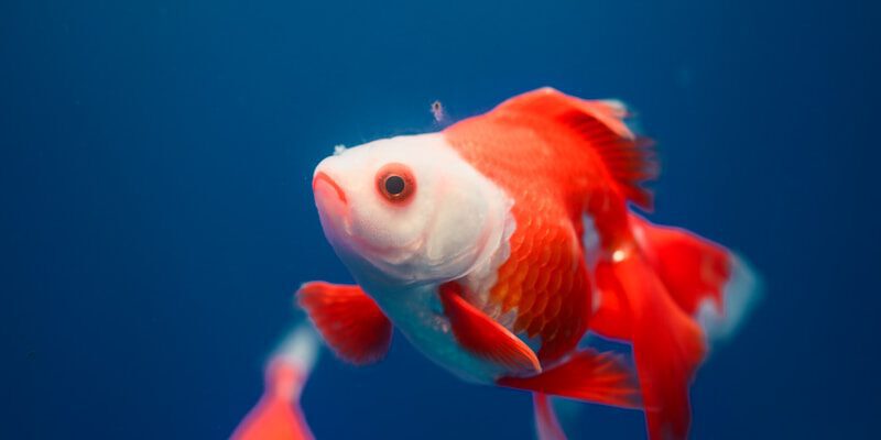 Three red and white goldfish swimming in deep blue water